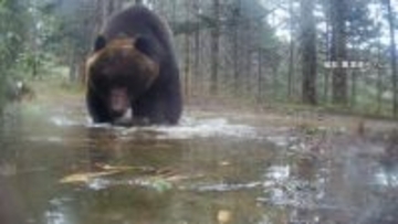 クマの「見たことない」食事映像やメスアピールの“背こすり”瞬間も　“ヒグマウォッチャー”が「春なのに親も子も大きい」と警鐘