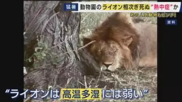 “夏バテ”気味の動物も…日本の「高温多湿」に弱い動物たち　熱さ対策に追われる動物園に密着