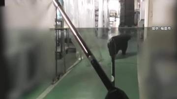 目の前に迫る巨大クマ　麻酔銃も効かず暴れ逃走　緊急銃猟の一部始終　専門家「毛の生え替わりで針が奥まで入らず」　福島工場居座り