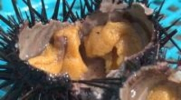 駆除されるはずのウニを陸上養殖で再生　廃棄物の活用で平均価格は天然物の約6倍にも　津波被害と海の変化を乗り越えた水産加工業者の挑戦