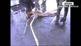 「世界最大のカニと言われる「タカアシガニ」の大物！1987年の記録映像　重さ13キロ超、脚を広げると3メートル超　50人分の鍋料理ができる大きさで当時の落札額は1万円」の画像1