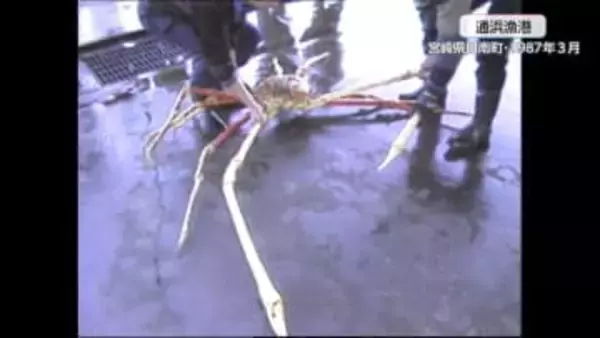 世界最大のカニと言われる「タカアシガニ」の大物！1987年の記録映像　重さ13キロ超、脚を広げると3メートル超　50人分の鍋料理ができる大きさで当時の落札額は1万円