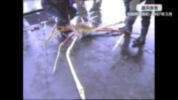 世界最大のカニと言われる「タカアシガニ」の大物！1987年の記録映像　重さ13キロ超、脚を広げると3メートル超　50人分の鍋料理ができる大きさで当時の落札額は1万円