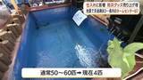 「【地震の影響】錦鯉50匹→わずか4匹に　地震で九州の物流まひ　鹿児島ホームセンターに異変」の画像1