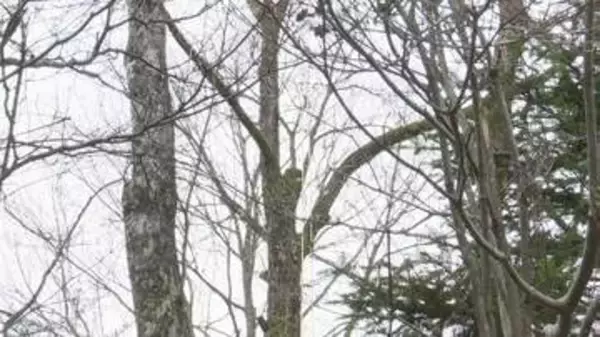 「ただごとじゃない」作業員の男女2人が死亡　落下した木が当たったか　軽井沢町の別荘地で5人で高さ約10ｍの木を伐採中…当たったとみられる木は長さ約1ｍ60cm・太さ約90cm