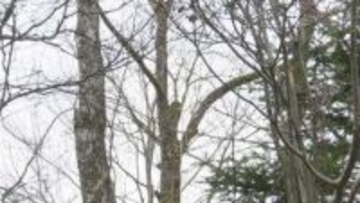 「ただごとじゃない」作業員の男女2人が死亡　落下した木が当たったか　軽井沢町の別荘地で5人で高さ約10ｍの木を伐採中…当たったとみられる木は長さ約1ｍ60cm・太さ約90cm