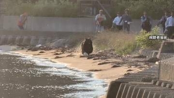 京都・天橋立にクマ　砂浜を走り、海を泳いで宿泊施設など建ち並ぶ一角へ　体長137センチ体重97キロ