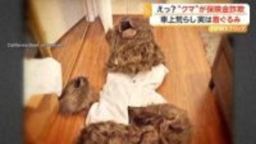 “クマが車上荒らし”で保険金不正請求の男らに禁錮刑と賠償命令　「爪痕」から自作自演が発覚　アメリカ