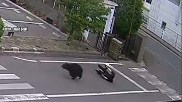 福島で緊急銃猟から逃げたクマ　市長が緊急会見　麻酔命中も薬注入されず　興奮状態で対応が困難　現在も捕獲至らず