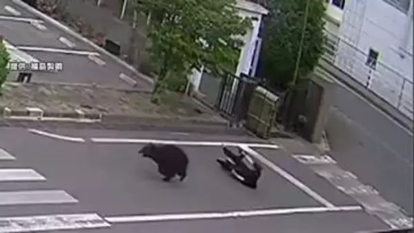 福島で緊急銃猟から逃げたクマ　市長が緊急会見　麻酔命中も薬注入されず　興奮状態で対応が困難　現在も捕獲至らず
