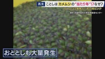 カメムシ“100%の致死率”期待の駆除方法を取材　壁にびっしり…においも気になる「カメムシ」ことしも大量発生のおそれ　旬迎える桃にも被害で農家が悲鳴の中