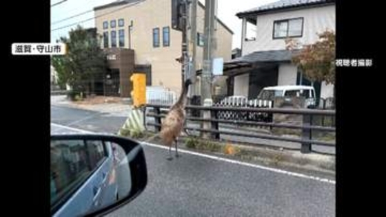 「ダチョウが走っている」巨大な鳥は移動動物園から脱走したエミュー　パトカー振り切り住宅街を逃走も捕獲　滋賀・守山市