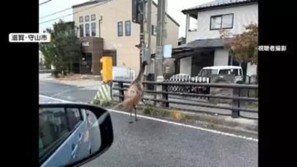 「ダチョウが走っている」巨大な鳥は移動動物園から脱走したエミュー　パトカー振り切り住宅街を逃走も捕獲　滋賀・守山市