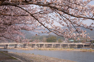 春色の着物を纏い、桜咲く嵐山で過ごす優雅な一日。翠嵐 ラグジュアリーコレクションホテル 京都がおくる宿泊プラン