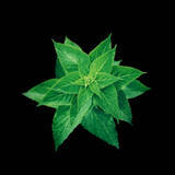 「SHISEIDO最高峰シリーズ「フューチャーソリューション LX」から心地よく五感を満たすトータルスキンケアセットが数量限定で登場」の画像3