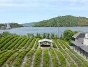 煎茶という日本茶のかたち — 静岡で体験する、茶葉から一杯までのストーリー —