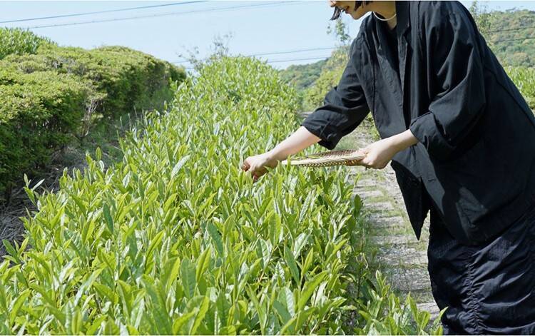 煎茶という日本茶のかたち — 静岡で体験する、茶葉から一杯までのストーリー —