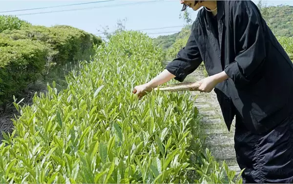 「煎茶という日本茶のかたち — 静岡で体験する、茶葉から一杯までのストーリー —」の画像