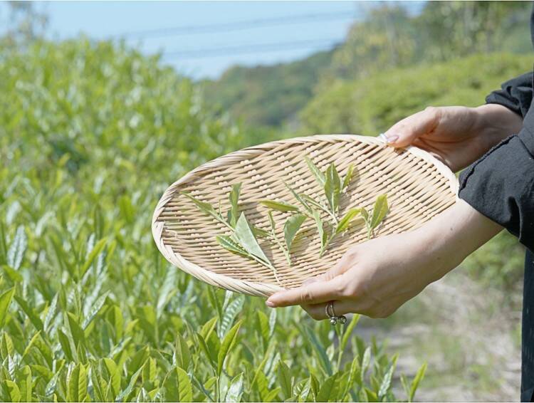 煎茶という日本茶のかたち — 静岡で体験する、茶葉から一杯までのストーリー —