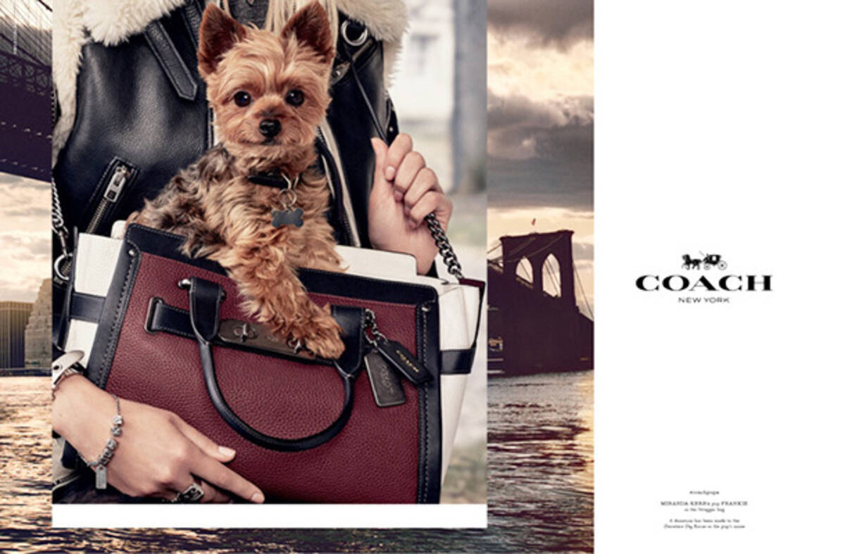 Coach セレブ犬 第2弾 アリアナ グランデ ミランダ カーの愛犬が登場 15年8月3日 エキサイトニュース