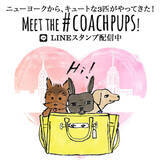 Coach セレブ犬 第2弾 アリアナ グランデ ミランダ カーの愛犬が登場 15年8月3日 エキサイトニュース