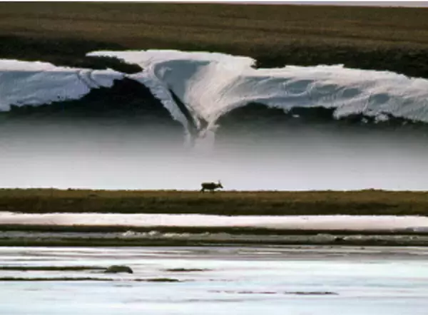 「没後20年、星野道夫による写真展開催。アラスカの大自然で撮影した写真など、35mmのフィルムをルーペで鑑賞」の画像