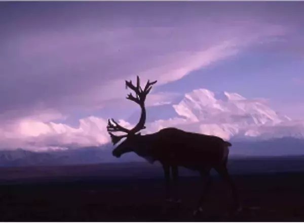 「没後20年、星野道夫による写真展開催。アラスカの大自然で撮影した写真など、35mmのフィルムをルーペで鑑賞」の画像