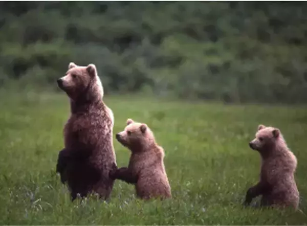 「没後20年、星野道夫による写真展開催。アラスカの大自然で撮影した写真など、35mmのフィルムをルーペで鑑賞」の画像