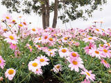 「横浜赤レンガ倉庫にマーガレットの丘が出現! 花の“ハート型アーチ”が迎えるフラワーガーデンイベント」の画像8