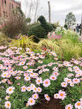 「横浜赤レンガ倉庫にマーガレットの丘が出現! 花の“ハート型アーチ”が迎えるフラワーガーデンイベント」の画像4