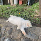 「「ritsuko karita」のアトリエから【インタビュー】Vol.2」の画像4