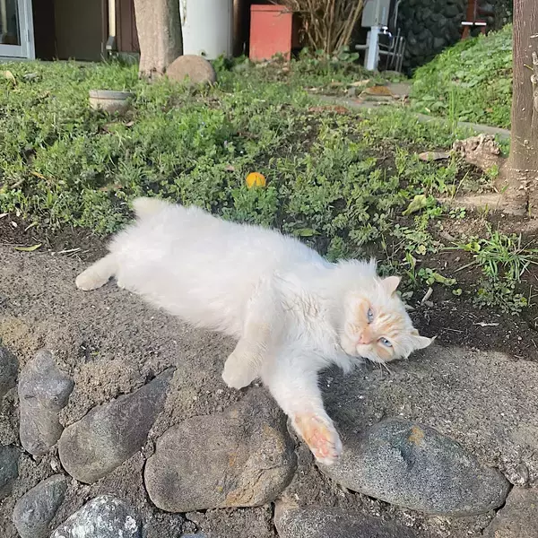 「「ritsuko karita」のアトリエから【インタビュー】Vol.2」の画像