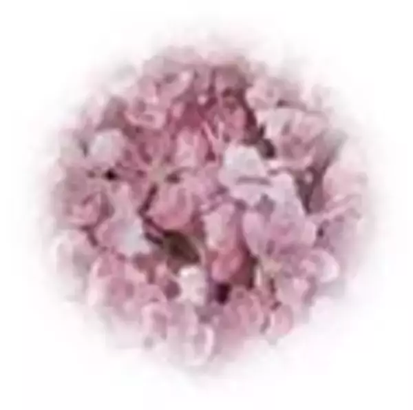 「アヴェダの人気シリーズ「チェリー アーモンド」にボディケアラインが仲間入り」の画像