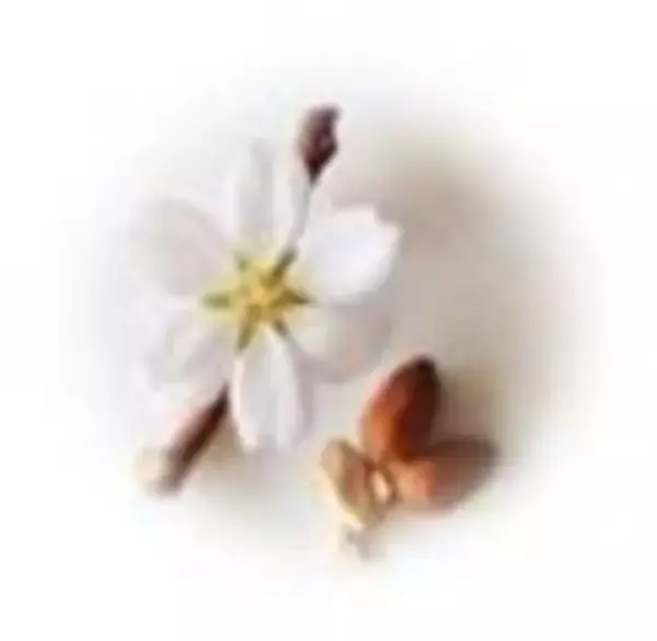 「アヴェダの人気シリーズ「チェリー アーモンド」にボディケアラインが仲間入り」の画像