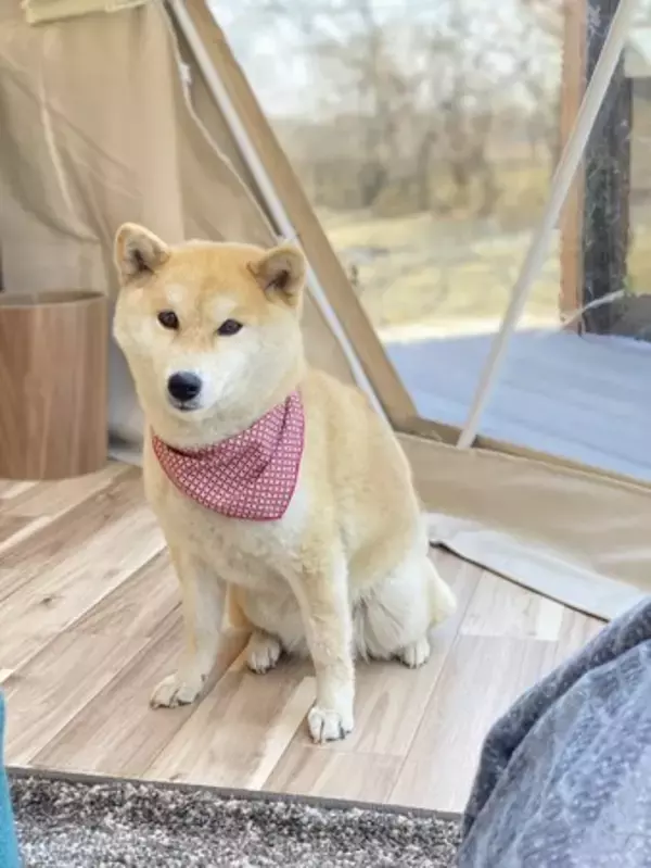 「ドームテントに専用BBQ小屋でプライベートな非日常空間。那須高原にグランピング施設「那須ハミルの森」オープン」の画像