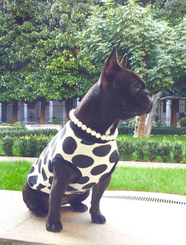 ミラノの街角で出会ったチャーミングなペットたち。愛犬お散歩スナップ in Milano【From cities 世界の都市に憧れて vol.4】