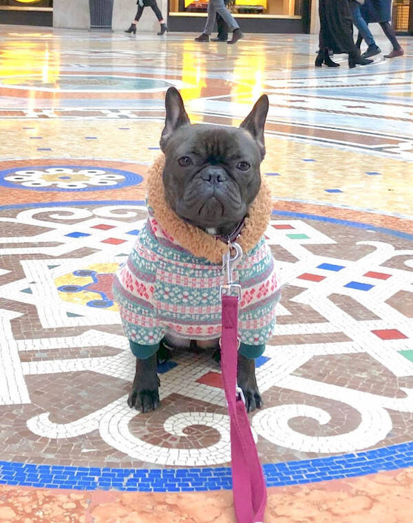 ミラノの街角で出会ったチャーミングなペットたち。愛犬お散歩スナップ in Milano【From cities 世界の都市に憧れて vol.4】