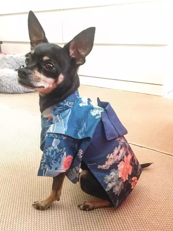 「ミラノの街角で出会ったチャーミングなペットたち。愛犬お散歩スナップ in Milano【From cities 世界の都市に憧れて vol.4】」の画像