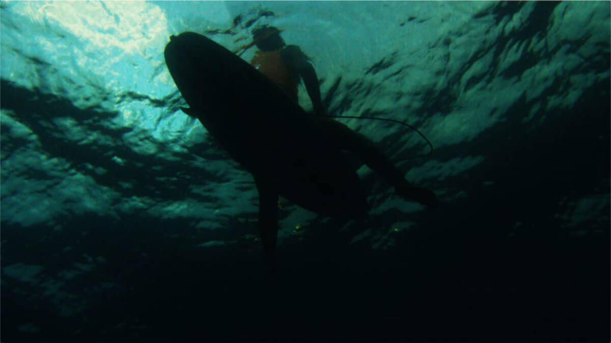 ワキタピーク の清野正孝監督が最新作 World Surf Journey Roots Of Hawaii をリリース 若手サーファーに伝えたい ある思い とは 年10月8日 エキサイトニュース