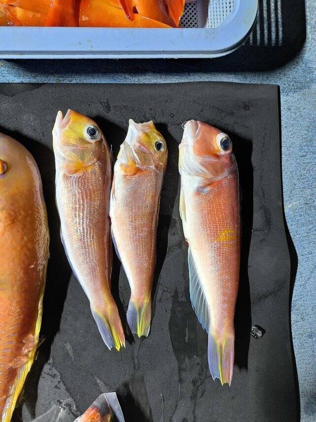 【釣果速報】アザラシ乱入の珍事態発生！船長の冷静な対応で高級魚アカハタなど大漁ゲット！静岡県プラネットマリンはどんな時も釣り客の笑顔満開！
