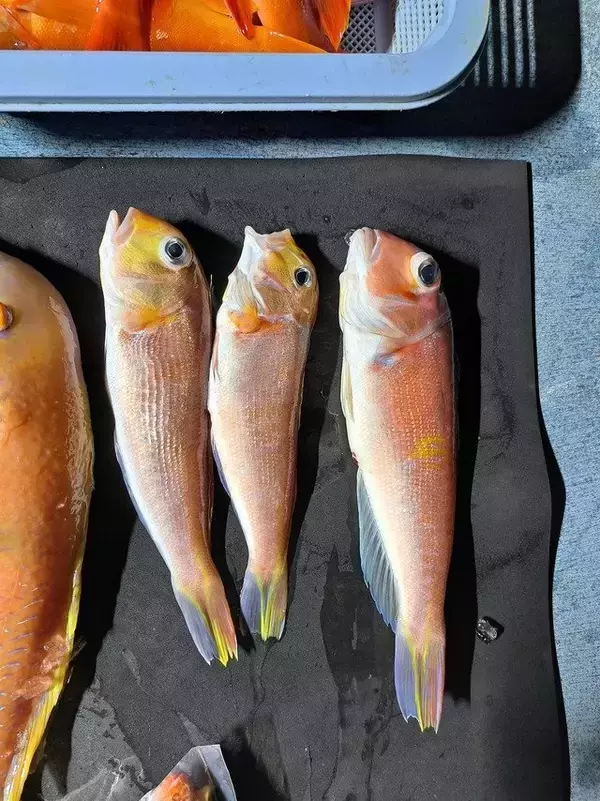 「【釣果速報】アザラシ乱入の珍事態発生！船長の冷静な対応で高級魚アカハタなど大漁ゲット！静岡県プラネットマリンはどんな時も釣り客の笑顔満開！」の画像