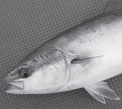 コマセシャクリで連発　相模湾のイナダ順調