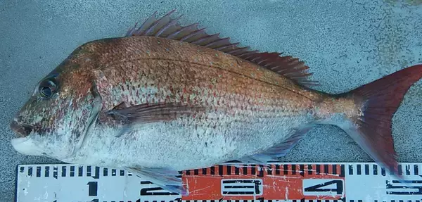 鯛の種類ってどれだけあるの？真鯛と黒鯛の釣り方チェック