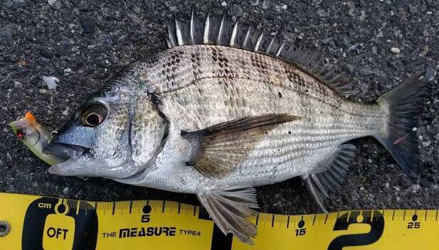 鯛の種類ってどれだけあるの？真鯛と黒鯛の釣り方チェック