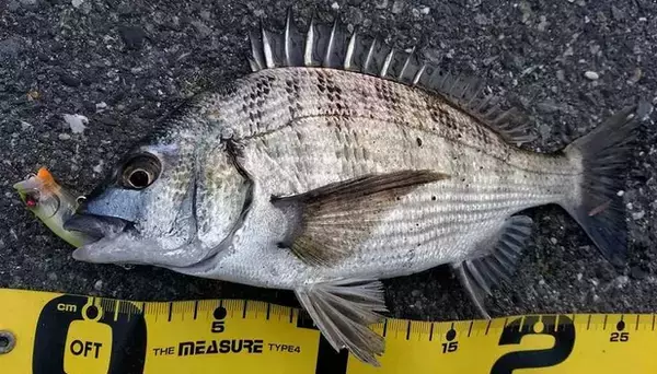 「鯛の種類ってどれだけあるの？真鯛と黒鯛の釣り方チェック」の画像