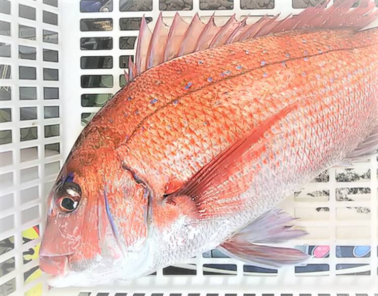 鯛の種類ってどれだけあるの？真鯛と黒鯛の釣り方チェック