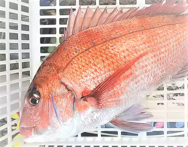 「鯛の種類ってどれだけあるの？真鯛と黒鯛の釣り方チェック」の画像