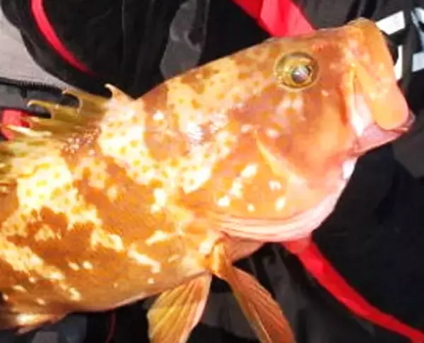 「キジハタが冬の海で釣れないのはどうしてなの？人気のロックフィッシュゲーム特集」の画像