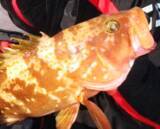 「キジハタが冬の海で釣れないのはどうしてなの？人気のロックフィッシュゲーム特集」の画像8