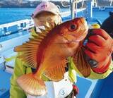 「本命キンメ＆裏本命キントキ　真鶴沖の深場で一挙両得！」の画像8